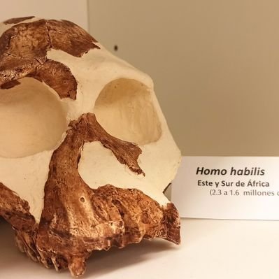 Perfil de X de las Colecciones del Centro Nacional de Investigación sobre la Evolución Humana (CENIEH)