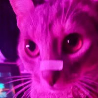 Ranko X (@r4nk0x) 's Twitter Profile Photo Ranko X (@r4nk0x) 's Twitter Profile Photo