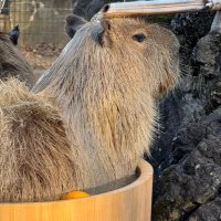 本日8/11即購入3000円値下げ❣️⭐︎マディソンブルー　カーキ　00 純正エプソン クマノミ ブラックL(増量) インクカートリッジ KUI