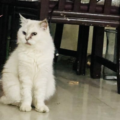 bahanubian's profile picture. 