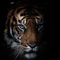 TIGER (@skynight009) 's Twitter Profile Photo TIGER (@skynight009) 's Twitter Profile Photo