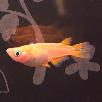 蒼音/商業腐さんのプロフィール画像