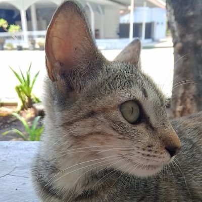 Rara_Chan324's profile picture. Only God can understand me