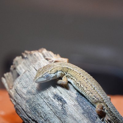 mugiteach's profile picture. webエンジニア🖱️
最近カメラも少し📷️ 廃墟撮りたい
カナヘビ飼育中🦎
ゲームはディシディアファイナルファンタジーNT🕹️
渋谷と浦和でお酒飲んでます🍶
よろしくお願いします！