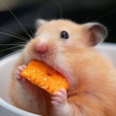 こっぺぱんページ こっぺぱん (@kimi_omanjyu) / X