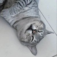 Prev Creepz / LU-Tang / Ol' Dirty Lizard (OLD) (@prevlu73662) 's Twitter Profile
