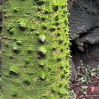 JardínBotánicoIBUNAM (@jbunam) 's Twitter Profile
