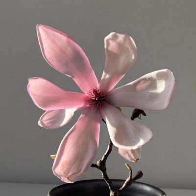 suirouu's profile picture. 🍓🌚