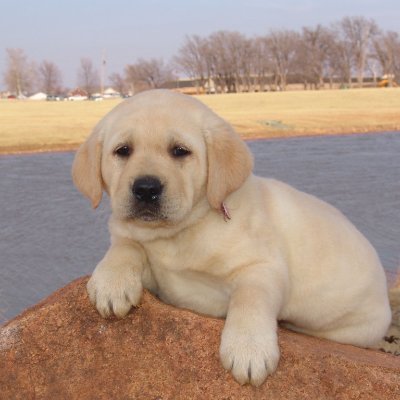 EpicPawJobs's profile picture. 