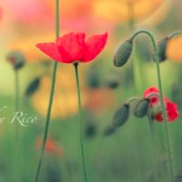 Fleurs des Champs (@fleursdchamps) 's Twitter Profile