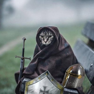 Knight Cat Profile