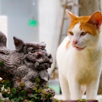 breathinokinawa's profile picture. 