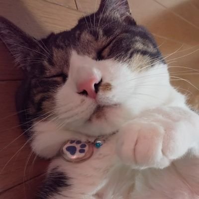 4月から法政通信/文/地理3年（学士入学）🌎️
猫と芝居も好きです！
