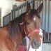 BİÇER HARASI (@bicerhorse) Twitter profile photo BİÇER HARASI (@bicerhorse) Twitter profile photo
