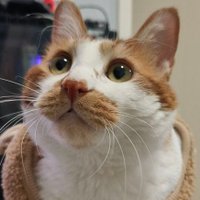 Fern (@fern_ame) 's Twitter Profile Photo Fern (@fern_ame) 's Twitter Profile Photo