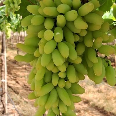 RoshanP45919961's profile picture. Farmar