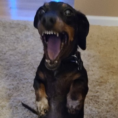 WhatDidYouMeme's profile picture. Live Laugh Love a good Meme.  America First.  Dachshunds rule.