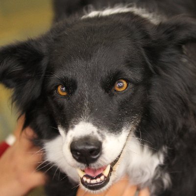 KrisZPhotog's profile picture. 私はアメリカ人です。これは私の日本とコスプレの写真ページです。