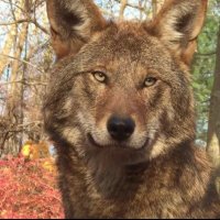 Bo jak nie my , to KTO (@wlodektarala) 's Twitter Profile