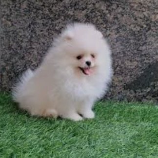 Vivian65656's profile picture. From Thailand , immigrated to Florida, USA. Travel, do yoga, Real estate and business investments.