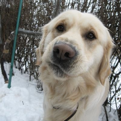 amigo_kal's profile picture. 