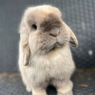 INKOPOKOPOKIN's profile picture. 