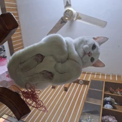 rim151119's profile picture. إذَا الْمَرْءُ لَمْ يَمْدَحْهُ حُسْنُ فِعَالِهِ ، فَمَادِحُهُ يَهْذِي وَإِنْ كَانَ مُفْصِحَا!