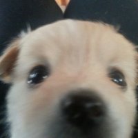 지지.. (@ziziwith2pup) 's Twitter Profile Photo 지지.. (@ziziwith2pup) 's Twitter Profile Photo