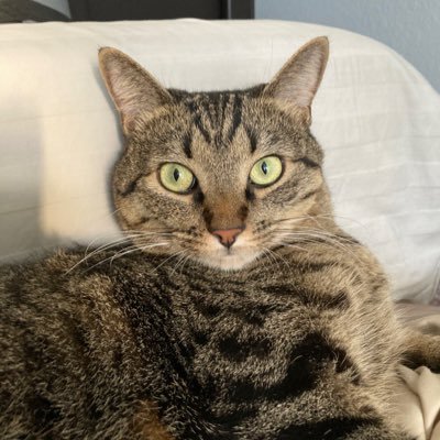 UnbreakaBLUE808's profile picture. ✊🌊Keeping the Peace🌊✊ #TheResistance #RESIST #FBR