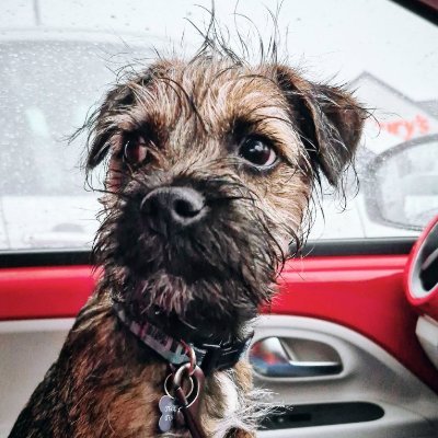 🎂 06/09/2024
🌍 Exploring the UK with my pawrents!
❤️ Follow to watch me grow!
🎥 Also on YouTube! (Link Below)