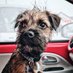 Cheeky Chester Border Terrier (@cheekychesterbt) Twitter profile photo Cheeky Chester Border Terrier (@cheekychesterbt) Twitter profile photo