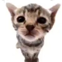 ๐ฆ (DNI SHED/PROSHIP/PIERCE) (@runesofdragons) 's Twitter Profile Photo ๐ฆ (DNI SHED/PROSHIP/PIERCE) (@runesofdragons) 's Twitter Profile Photo