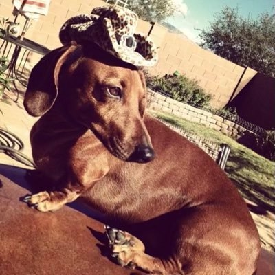 Mama to 3, Oba to 1…Ret AF Vet Married to the baddest MOFO on the planet!!! And lover of Doxies❤️