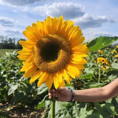 weddingpokhara's profile picture. 