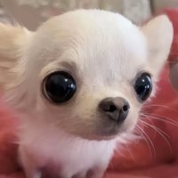 ぶっコロ酢 (@lsxxdb) 's Twitter Profile