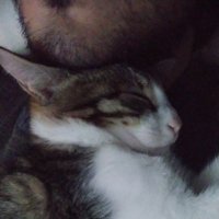 Aulë (@denizaule) Twitter profile photo