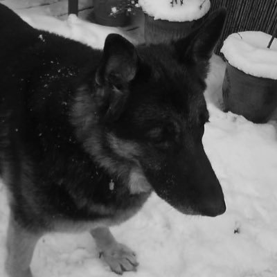 Vivus_Tatufoli's profile picture. 