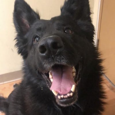 alexxccurtis's profile picture. tgcf, kpop, aot, cigsaftersegs, anything mxtx really, jjk, and f1 ( weird line up)