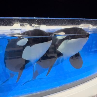 keiko (@keiblack115310) / X