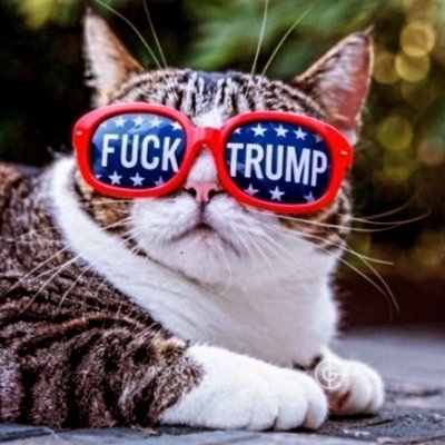 Trump is a fucking scumbag who should be in prison, not in the White House.