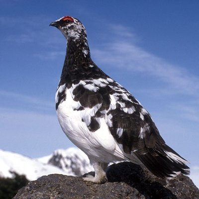 ScoutGuardian's profile picture. 『日々是進化』というブログを書いている波流風（はりゅうふう）と申します。
https://t.co/LCSrVTkHJn
健康、地方再生、登山などのアウトドア、スピリチャル、意識進化、手技療法、波動療法、武術、アマチュア無線、etc....についてのお役立ち情報をUPします。