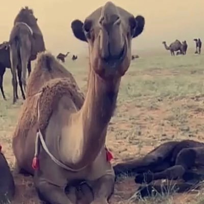 مالك ابل ومهتم في سولالتها والله لن عاش راسي ياصفر البكار اني ل تبع هواك في كل الديار