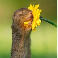 ꧁ 𝐲𝐚𝐠𝐢 ꧂ (@ikemengypcy) 's Twitter Profile Photo