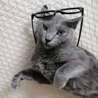 あと (@koalapudding_e) 's Twitter Profile