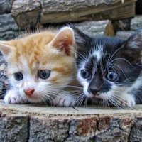Interesting animal shots (@wowow_bloom) 's Twitter Profile