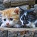 Interesting animal shots (@wowow_bloom) Twitter profile photo Interesting animal shots (@wowow_bloom) Twitter profile photo