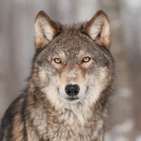 Chris Oliver - ᛞᛖᛊᛖᚱᛏᚹᛟᛚᚠ 🐺 (@swedishwolf392) 's Twitter Profile Photo Chris Oliver - ᛞᛖᛊᛖᚱᛏᚹᛟᛚᚠ 🐺 (@swedishwolf392) 's Twitter Profile Photo