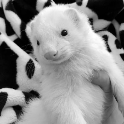ferret of shedtwt Profile