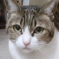 hiro (@hibikigaro1) Twitter profile photo