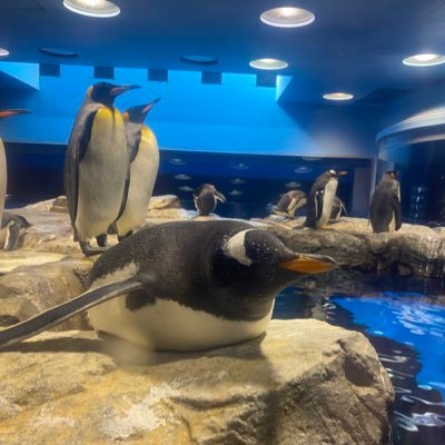 aki_ura09's profile picture. 24